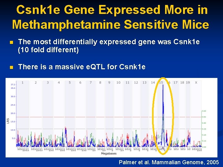 Csnk 1 e Gene Expressed More in Methamphetamine Sensitive Mice n The most differentially