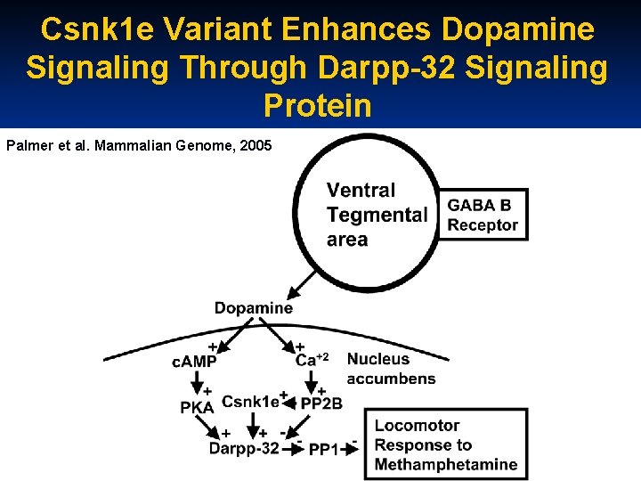 Csnk 1 e Variant Enhances Dopamine Signaling Through Darpp-32 Signaling Protein Palmer et al.