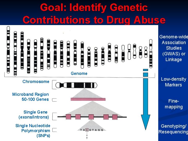 Goal: Identify Genetic Contributions to Drug Abuse Genome-wide Association Studies (GWAS) or Linkage Genome