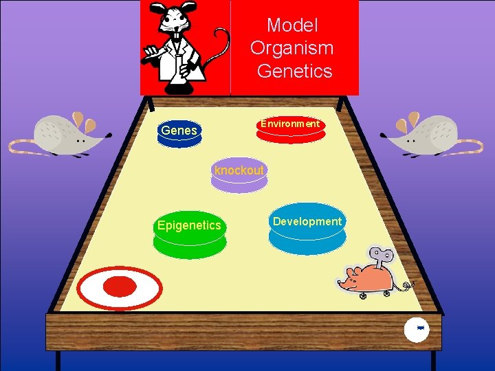 Model Drug Abuse Organism Genetics Environment Genes knockout Epigenetics Development 