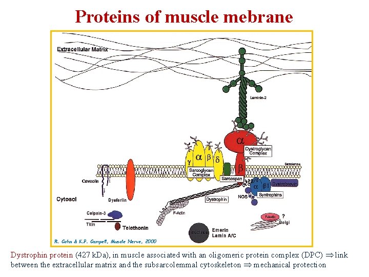 Proteins of muscle mebrane R. Cohn & K. P. Campell, Muscle Nerve, 2000 Dystrophin