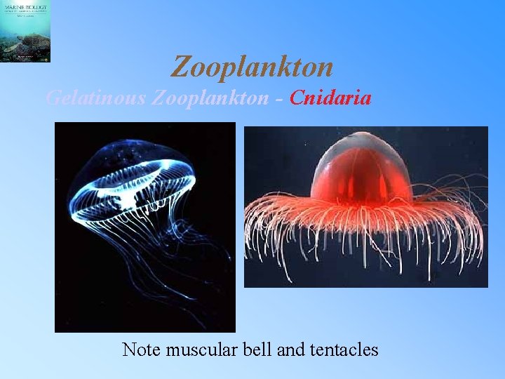 Zooplankton Gelatinous Zooplankton - Cnidaria Note muscular bell and tentacles 