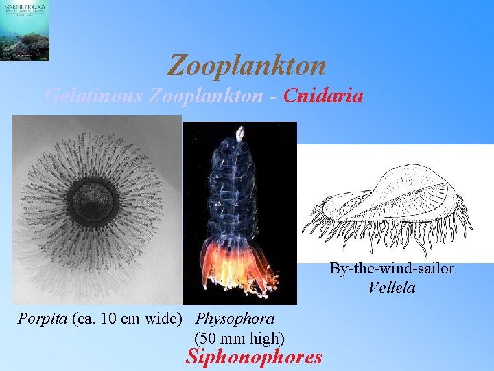 Zooplankton Gelatinous Zooplankton - Cnidaria By-the-wind-sailor Vellela Porpita (ca. 10 cm wide) Physophora (50