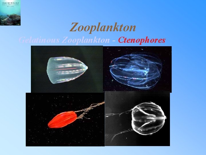 Zooplankton Gelatinous Zooplankton - Ctenophores 