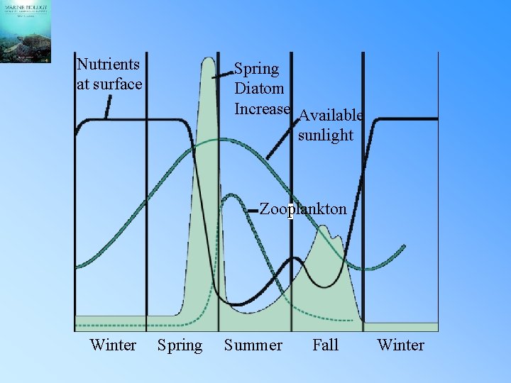 Nutrients at surface Spring Diatom Increase Available sunlight Zooplankton Winter Spring Summer Fall Winter