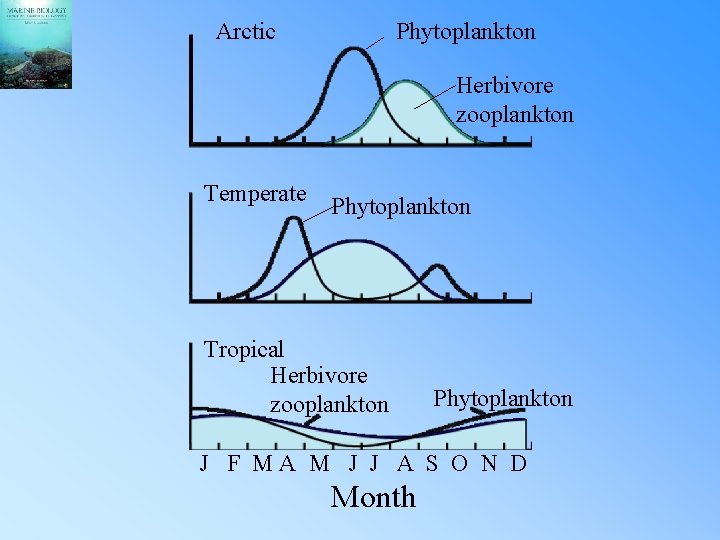 Arctic Phytoplankton Herbivore zooplankton Temperate Phytoplankton Tropical Herbivore zooplankton Phytoplankton J F MA M