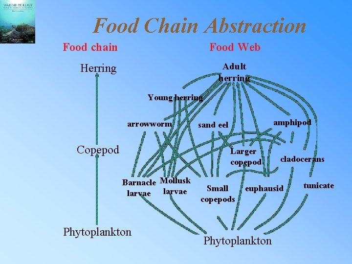 Food Chain Abstraction Food chain Food Web Adult herring Herring Young herring arrowworm Copepod