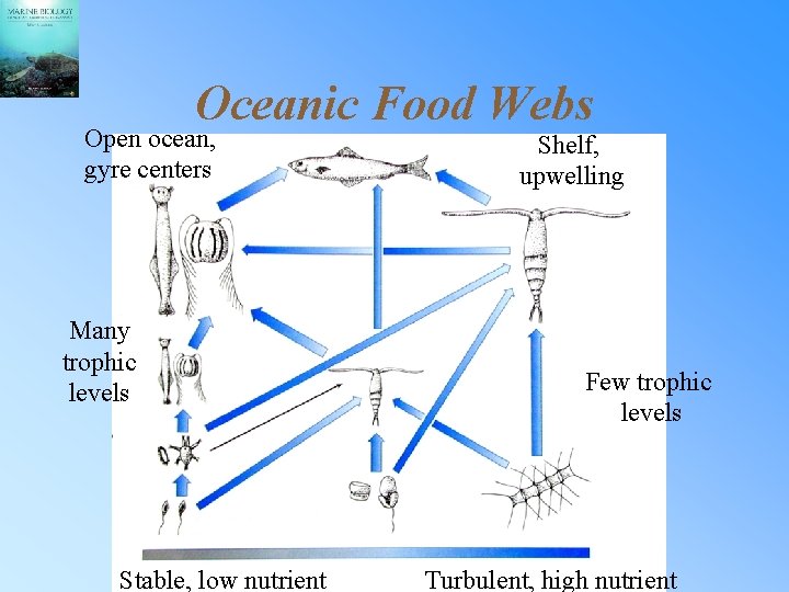 Oceanic Food Webs Open ocean, gyre centers Many trophic levels Stable, low nutrient Shelf,