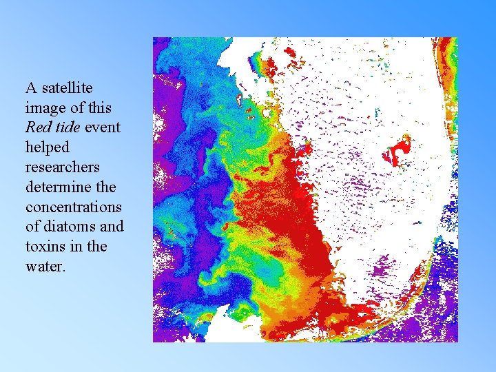 A satellite image of this Red tide event helped researchers determine the concentrations of