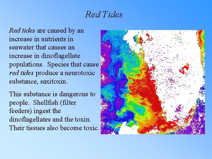 Red Tides Red tides are caused by an increase in nutrients in seawater that
