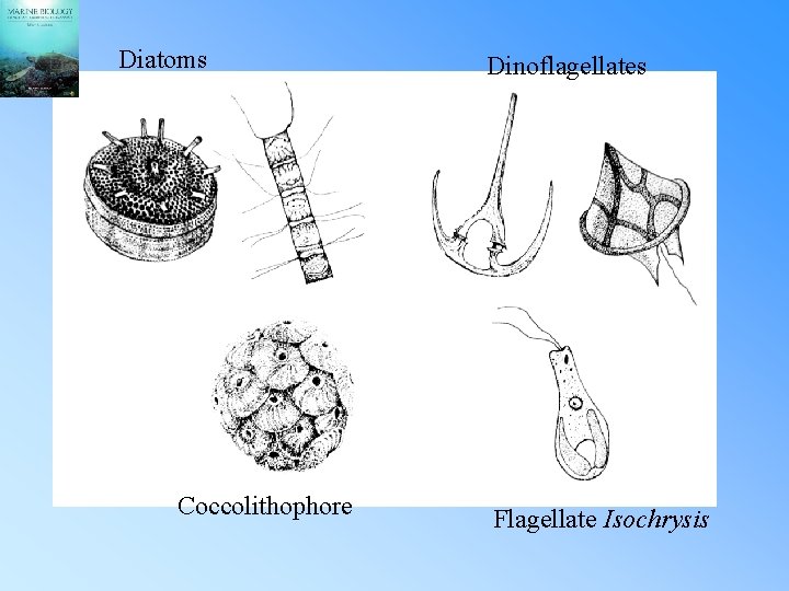 Diatoms Coccolithophore Dinoflagellates Flagellate Isochrysis 