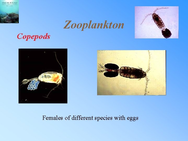 Zooplankton Copepods Females of different species with eggs 