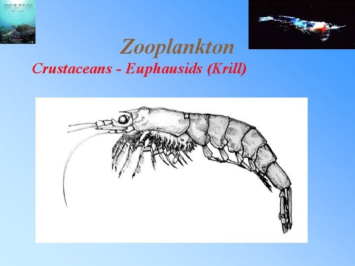 Zooplankton Crustaceans - Euphausids (Krill) 