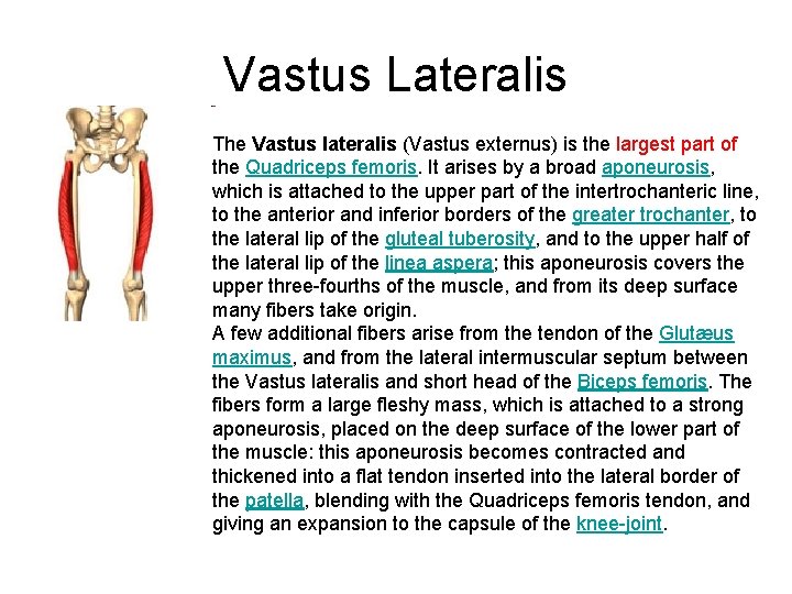 Vastus Lateralis The Vastus lateralis (Vastus externus) is the largest part of the Quadriceps