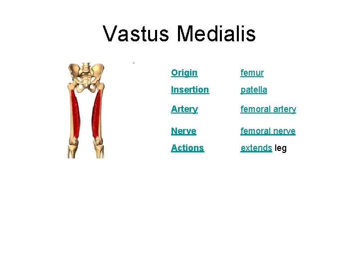 Vastus Medialis Origin femur Insertion patella Artery femoral artery Nerve femoral nerve Actions extends
