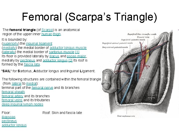 Femoral (Scarpa’s Triangle) The femoral triangle (of Scarpa) is an anatomical region of the