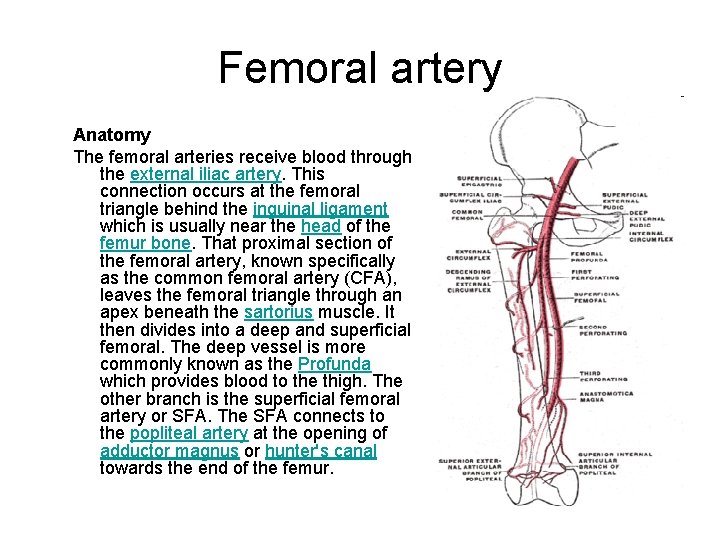 Femoral artery Anatomy The femoral arteries receive blood through the external iliac artery. This