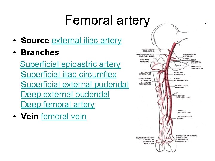 Femoral artery • Source external iliac artery • Branches Superficial epigastric artery Superficial iliac
