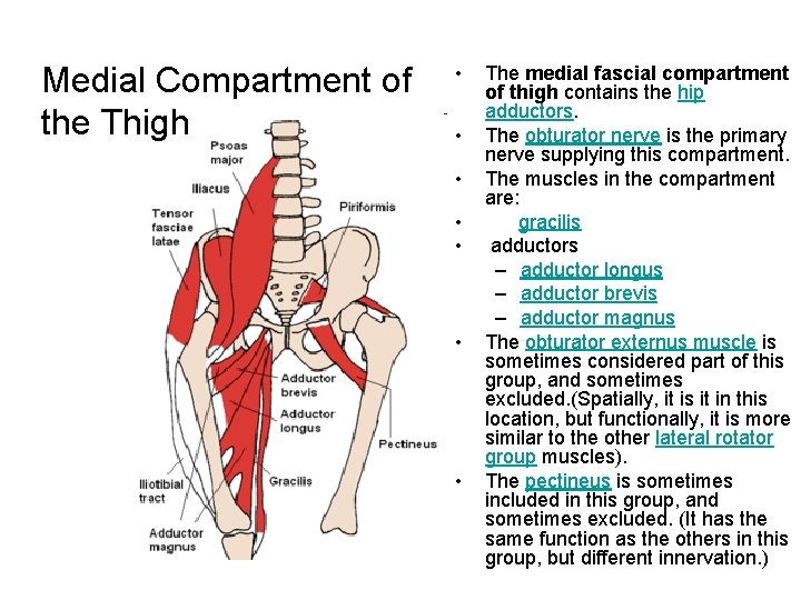Medial Compartment of the Thigh • • The medial fascial compartment of thigh contains
