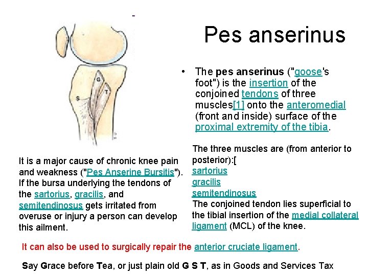 Pes anserinus • The pes anserinus ("goose's foot") is the insertion of the conjoined