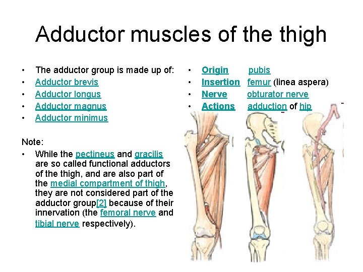 Adductor muscles of the thigh • • • The adductor group is made up