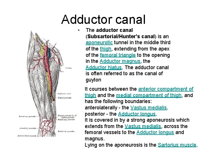 Adductor canal • The adductor canal (Subsartorial/Hunter’s canal) is an aponeurotic tunnel in the