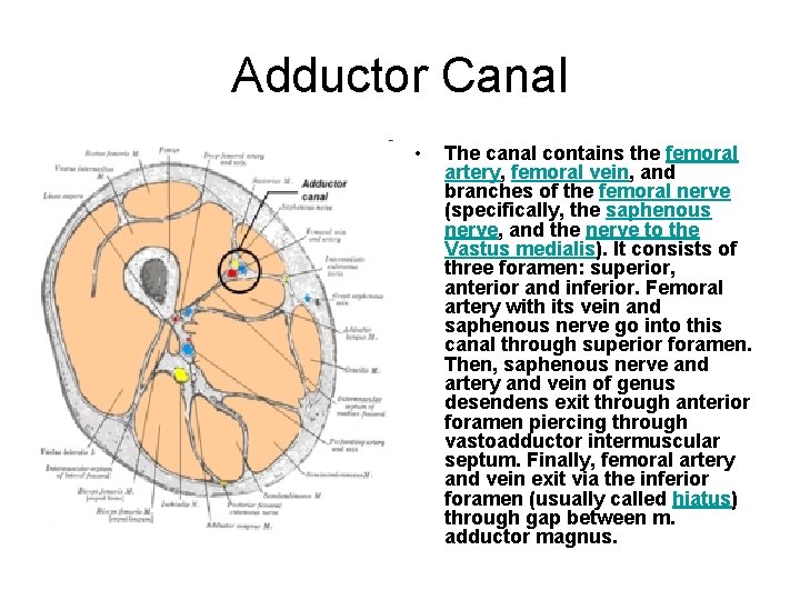 Adductor Canal • The canal contains the femoral artery, femoral vein, and branches of