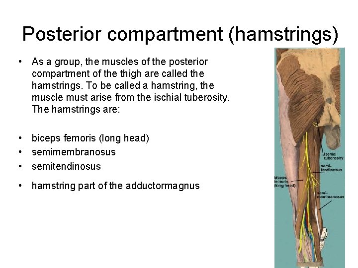Posterior compartment (hamstrings) • As a group, the muscles of the posterior compartment of