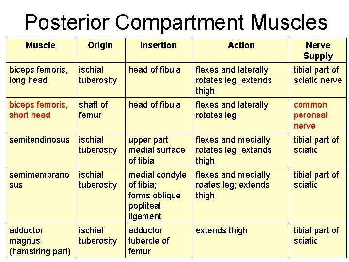  Posterior Compartment Muscles Muscle Origin biceps femoris, long head ischial tuberosity head of