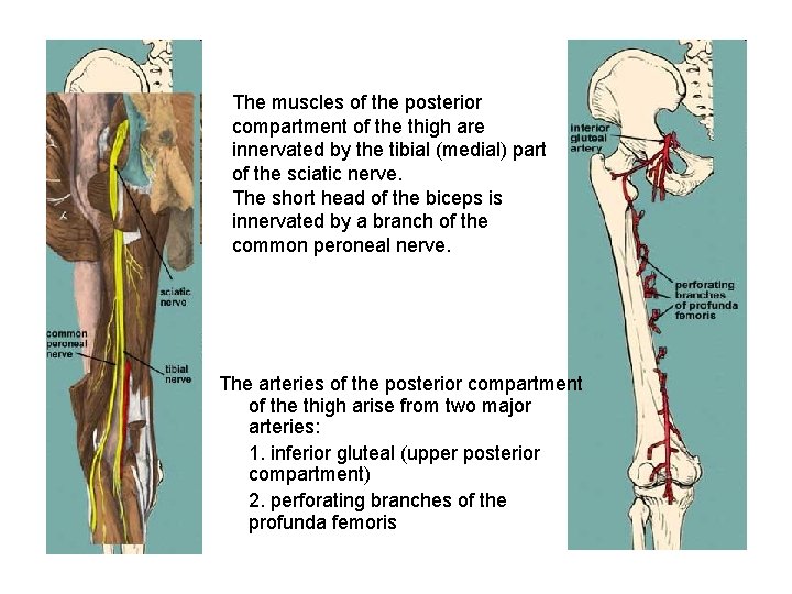 The muscles of the posterior compartment of the thigh are innervated by the tibial