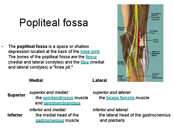 Popliteal fossa • The popliteal fossa is a space or shallow depression located at