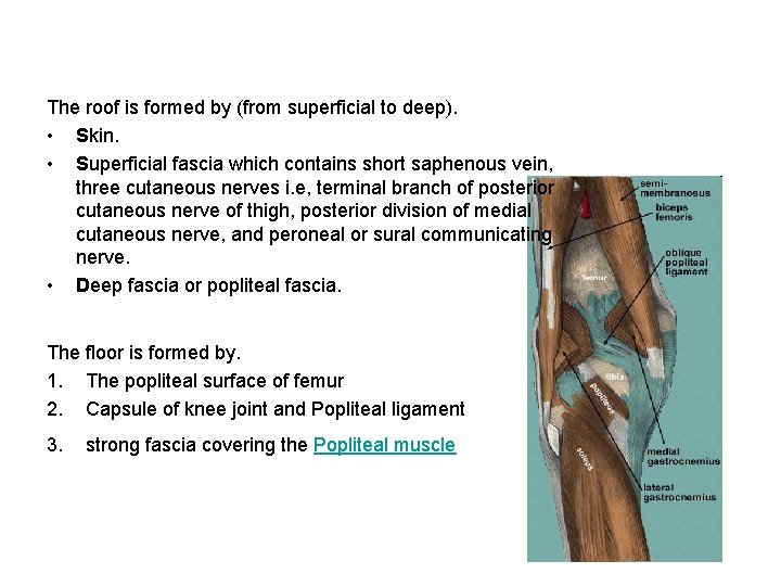 The roof is formed by (from superficial to deep). • Skin. • Superficial fascia
