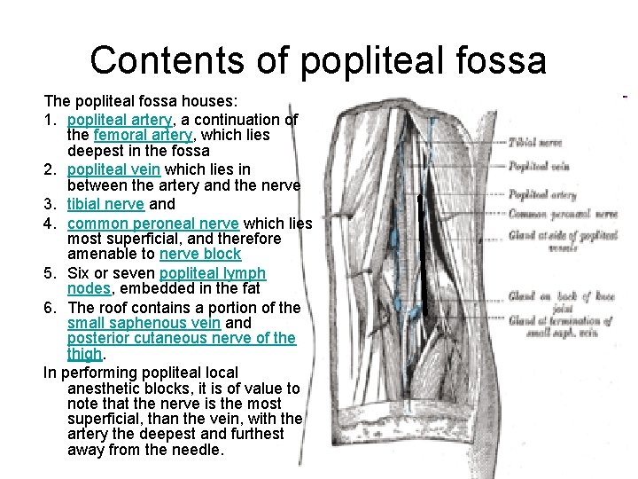 Contents of popliteal fossa The popliteal fossa houses: 1. popliteal artery, a continuation of