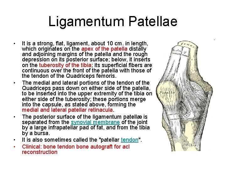 Ligamentum Patellae • • • It is a strong, flat, ligament, about 10 cm.