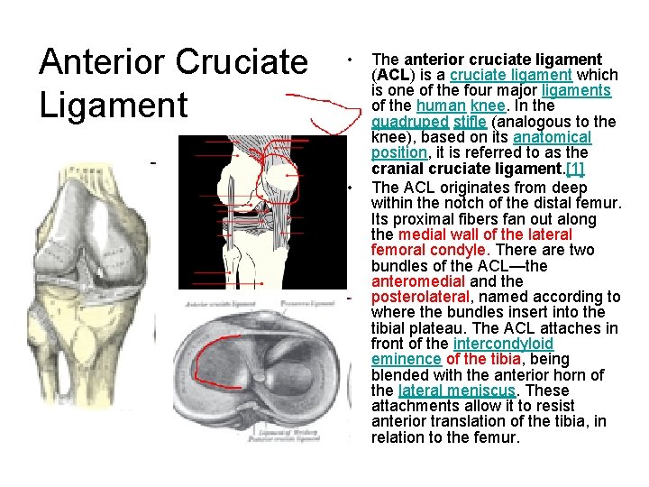 Anterior Cruciate Ligament • • The anterior cruciate ligament (ACL) is a cruciate ligament