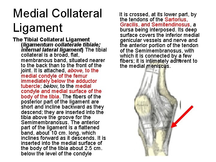 Medial Collateral Ligament It is crossed, at its lower part, by the tendons of