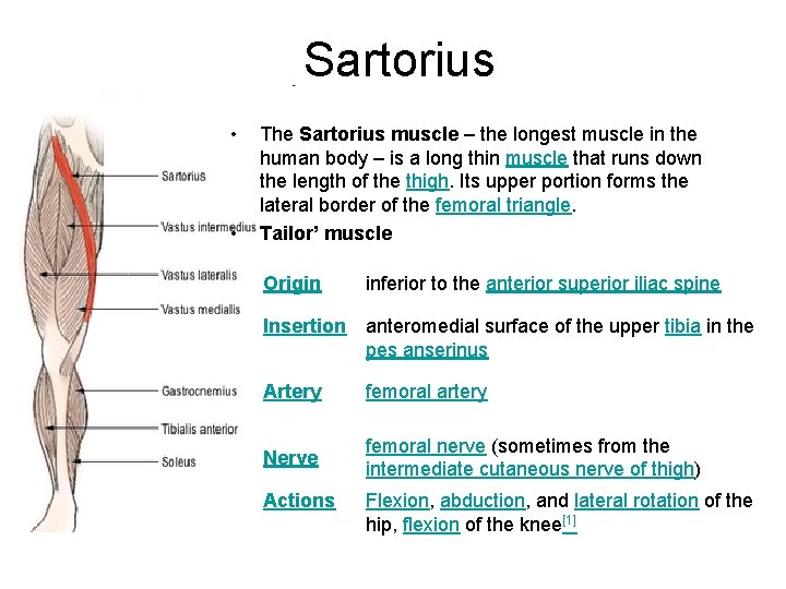 Sartorius • • The Sartorius muscle – the longest muscle in the human body