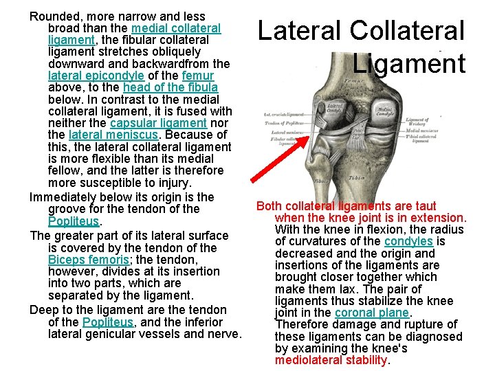Rounded, more narrow and less broad than the medial collateral ligament, the fibular collateral