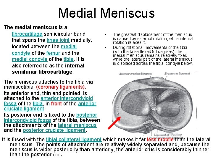 Medial Meniscus The medial meniscus is a fibrocartilage semicircular band that spans the knee