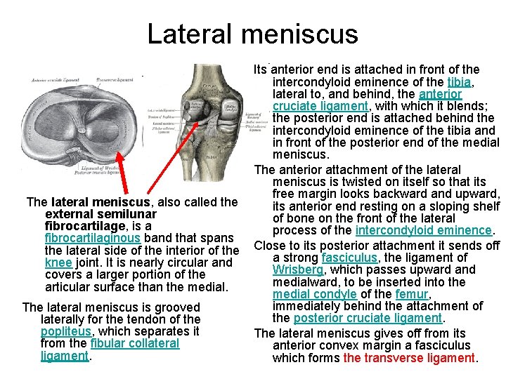 Lateral meniscus Its anterior end is attached in front of the intercondyloid eminence of