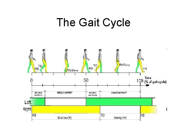 The Gait Cycle 