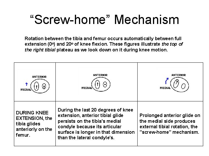 “Screw-home” Mechanism Rotation between the tibia and femur occurs automatically between full extension (0