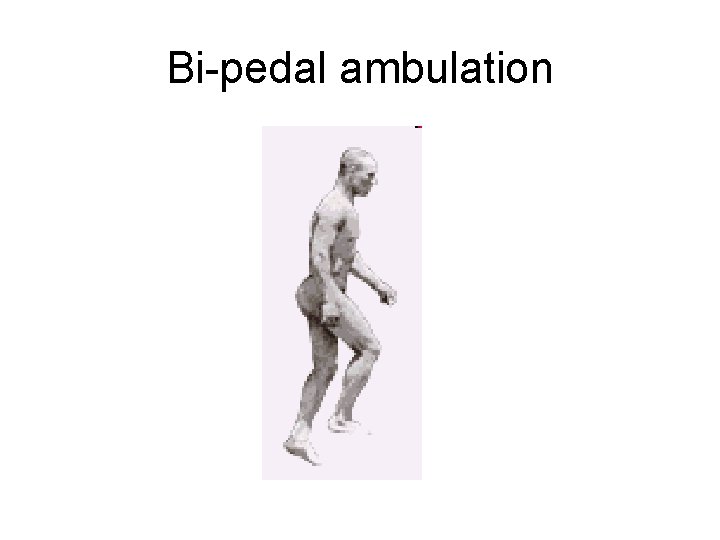 Bi-pedal ambulation 