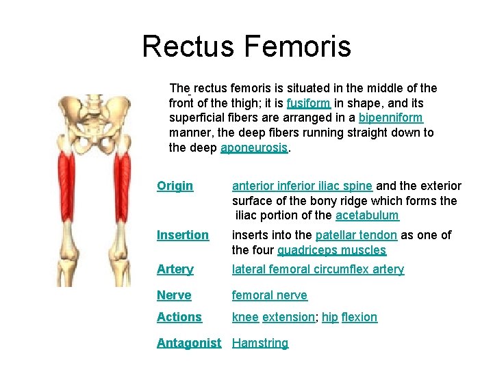 Rectus Femoris The rectus femoris is situated in the middle of the front of