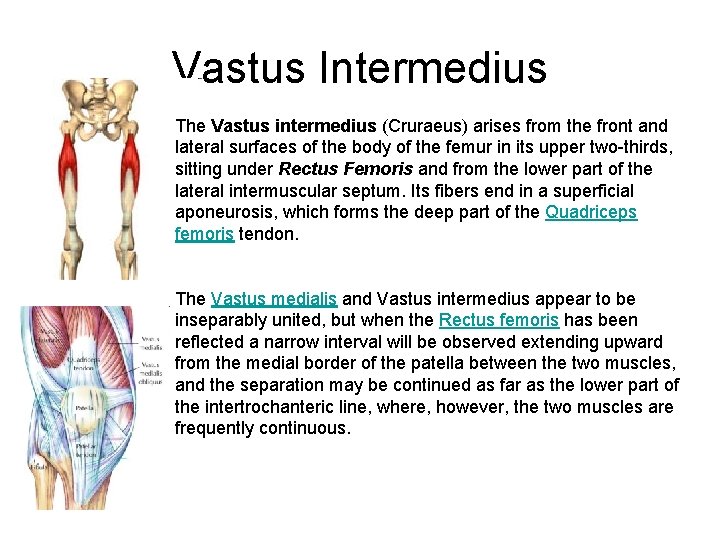 Vastus Intermedius The Vastus intermedius (Cruraeus) arises from the front and lateral surfaces of