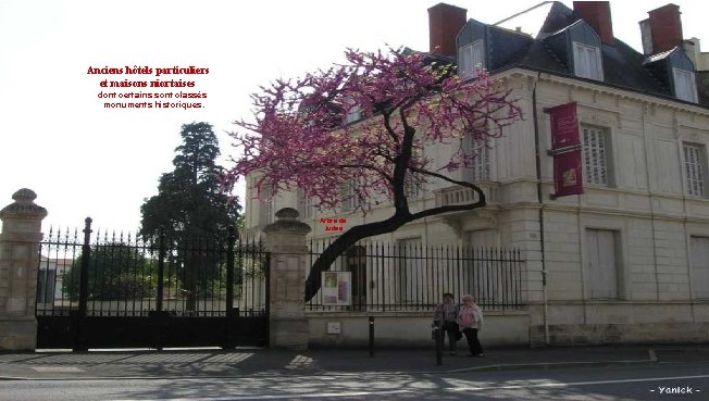 Anciens hôtels particuliers et maisons niortaises dont certains sont classés monuments historiques. Arbre de