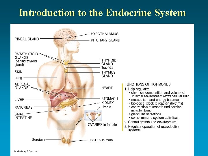 Introduction to the Endocrine System 