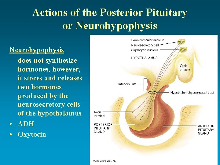 Actions of the Posterior Pituitary or Neurohypophysis does not synthesize hormones, however, it stores