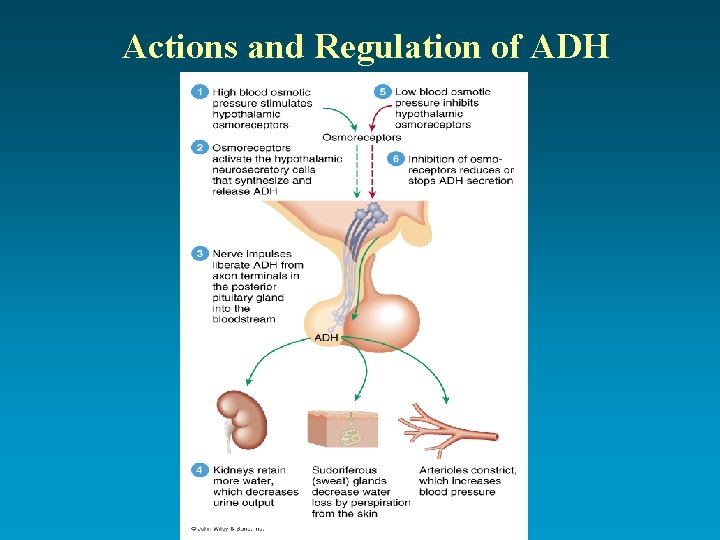 Actions and Regulation of ADH 