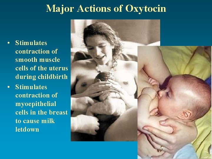 Major Actions of Oxytocin • Stimulates contraction of smooth muscle cells of the uterus